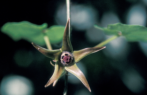 Gonolobus stephanotrichus