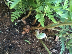 Dryopteris athamantica