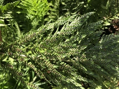 Dryopteris athamantica