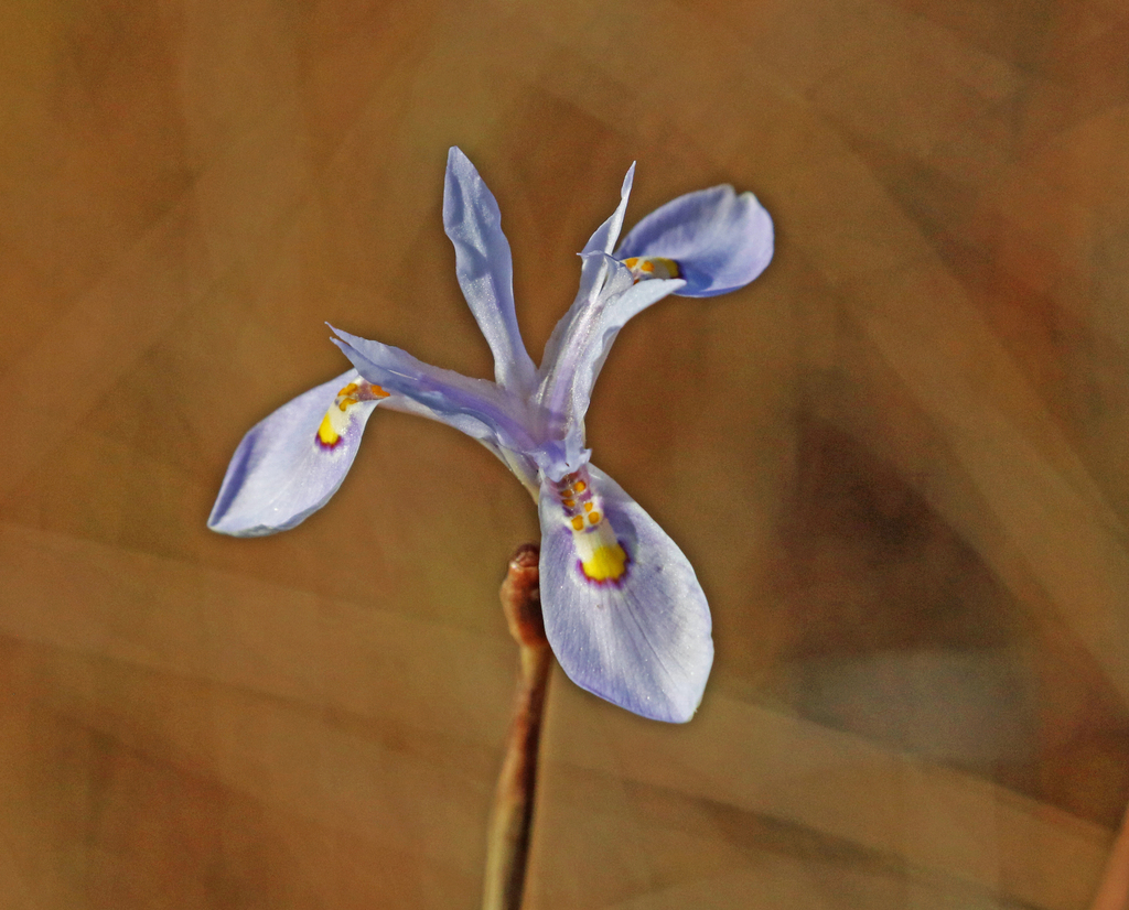 Moraea striata