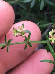 Galium nuttallii nuttallii