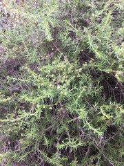 Galium nuttallii nuttallii