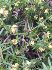 Galium nuttallii nuttallii