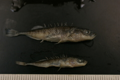 Pungitius pungitius