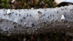 Porodisculus pendulus