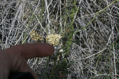 Funastrum hirtellum