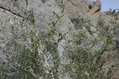 Funastrum hirtellum