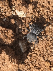 Microschatia inaequalis