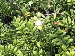 Osteomeles anthyllidifolia