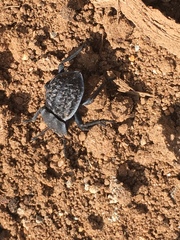 Microschatia inaequalis