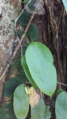 Serpocaulon levigatum