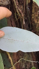 Serpocaulon levigatum