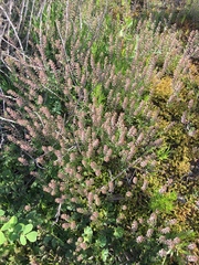 Lepidium lasiocarpum