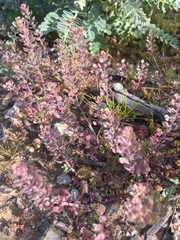 Lepidium lasiocarpum