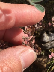 Lepidium lasiocarpum