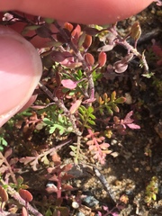 Lepidium lasiocarpum