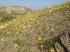 Monolopia lanceolata