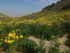 Monolopia lanceolata