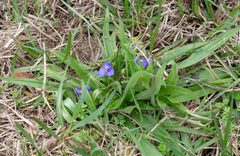 Tradescantia subacaulis
