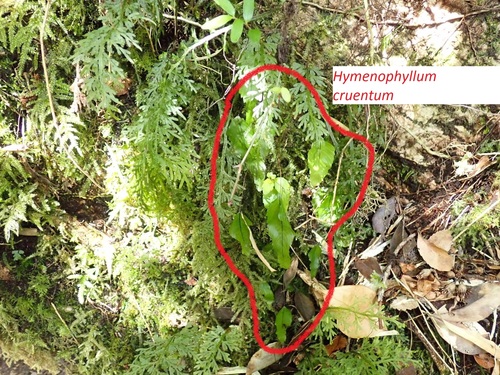Hymenophyllum cruentum, photograph 6