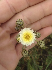 Malacothrix coulteri