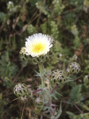 Malacothrix coulteri