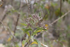 Critoniopsis