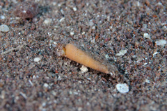 Terebridae