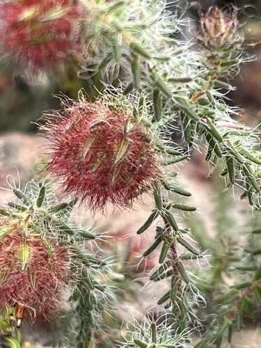 Image of Chatterbox Heath (Erica hanekomii) by (c) Charleen Brunke, some rights reserved (CC BY)