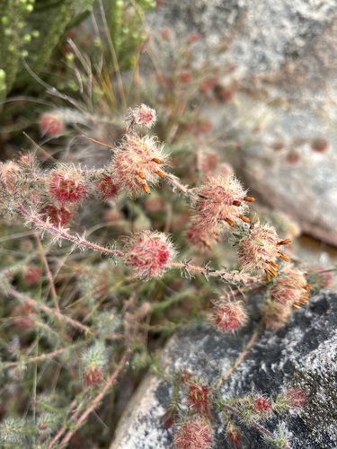Chatterbox Heath (Erica hanekomii)