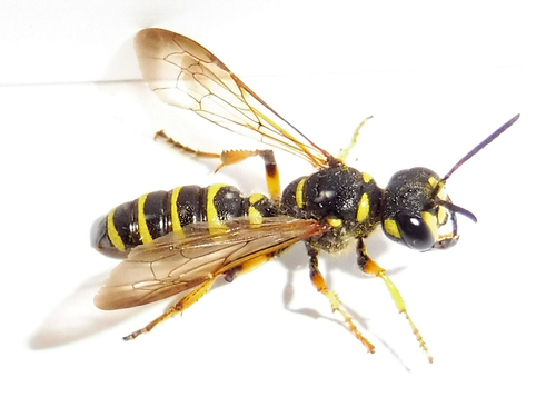 Cerceris arenaria nuotrauka