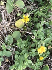 Lipochaeta integrifolia