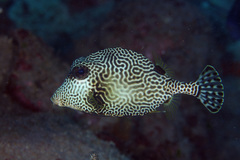 Lactophrys bicaudalis