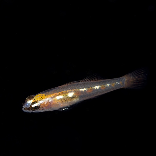 Glass goby (Coryphopterus hyalinus) — Gobiidae — 5