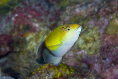 Yellowhead Wrasse photo 3
