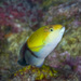Yellowhead Wrasse - Photo (c) terence zahner, some rights reserved (CC BY-NC), uploaded by terence zahner