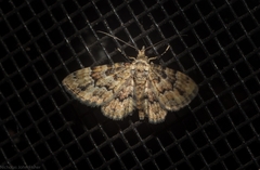 Gymnoscelis lophopus