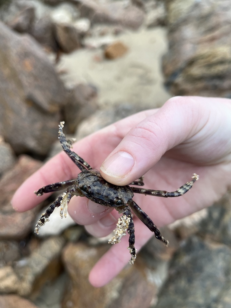 Burrowing Shore Crab from Innes/penton Vale Ward, Marion Bay, SA, AU on ...