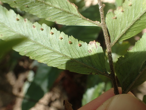 Image of Microlepia Calvescens (Microlepia calvescens) by (c) 呂一起(Lu i-chi), some rights reserved (CC BY)