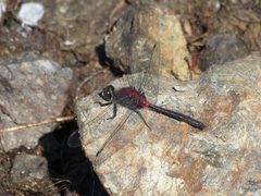 Leucorrhinia glacialis
