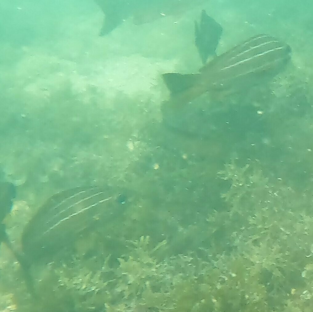 Photo of African striped grunt (Parapristipoma octolineatum)