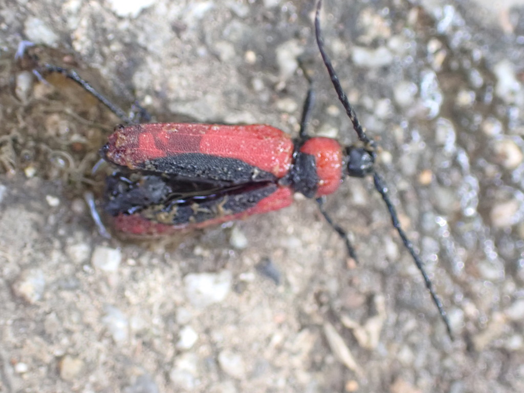 Purpuricenus globulicollis
