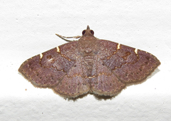 Antiblemma concinnula