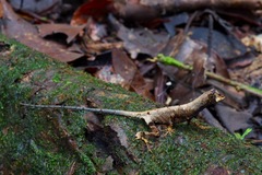 Anolis bombiceps