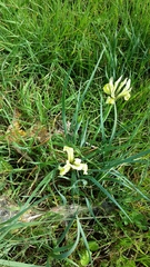 Iris grant-duffii