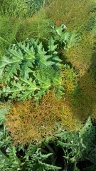 Cynara syriaca