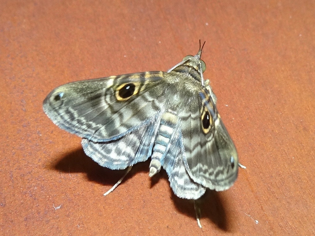 Ocalaria