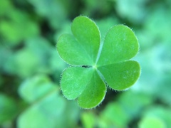 Oxalis exilis