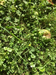 Oxalis exilis