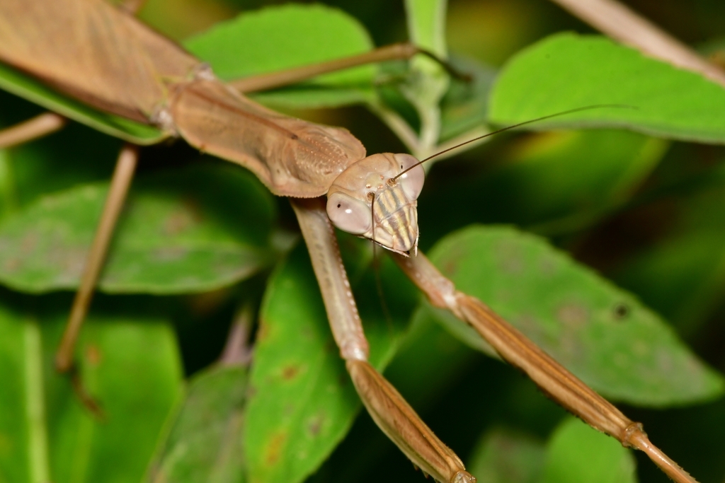 Tenodera